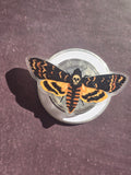 Deads Head Hawkmoth
